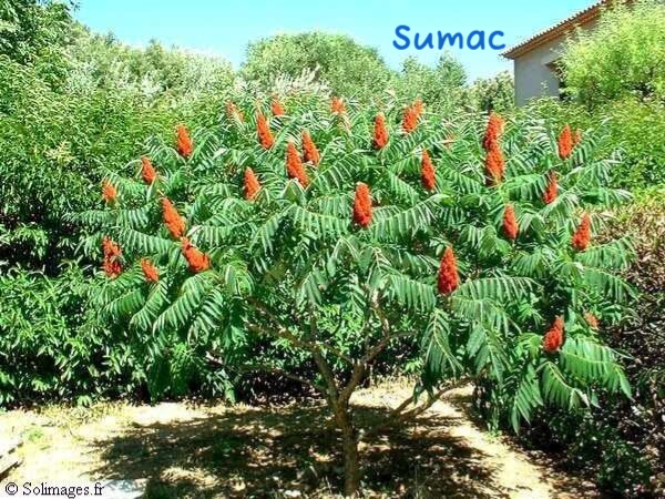 Sumac