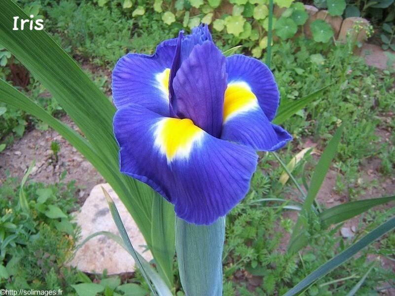 Iris