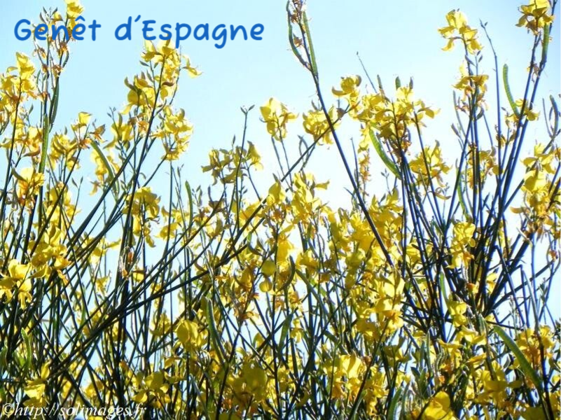 Genêt d'Espagne