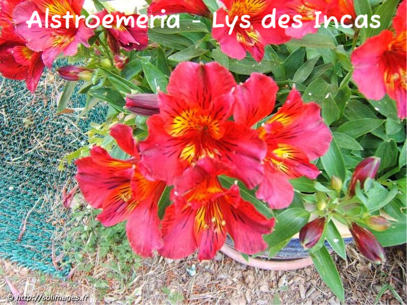 Alstroemeria - Lys des Incas