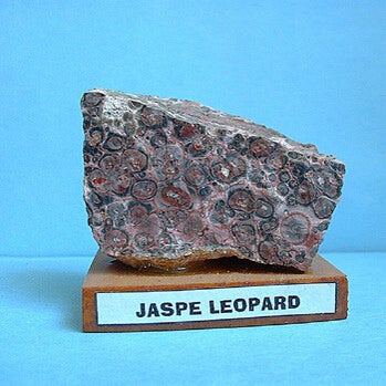 jaspe-leopard-standard.jpg
