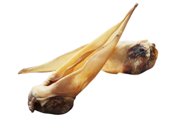Oreja de ganado con aurícula