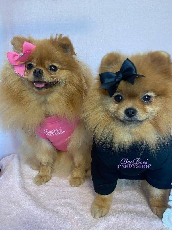 Booboo's hoodie 😍