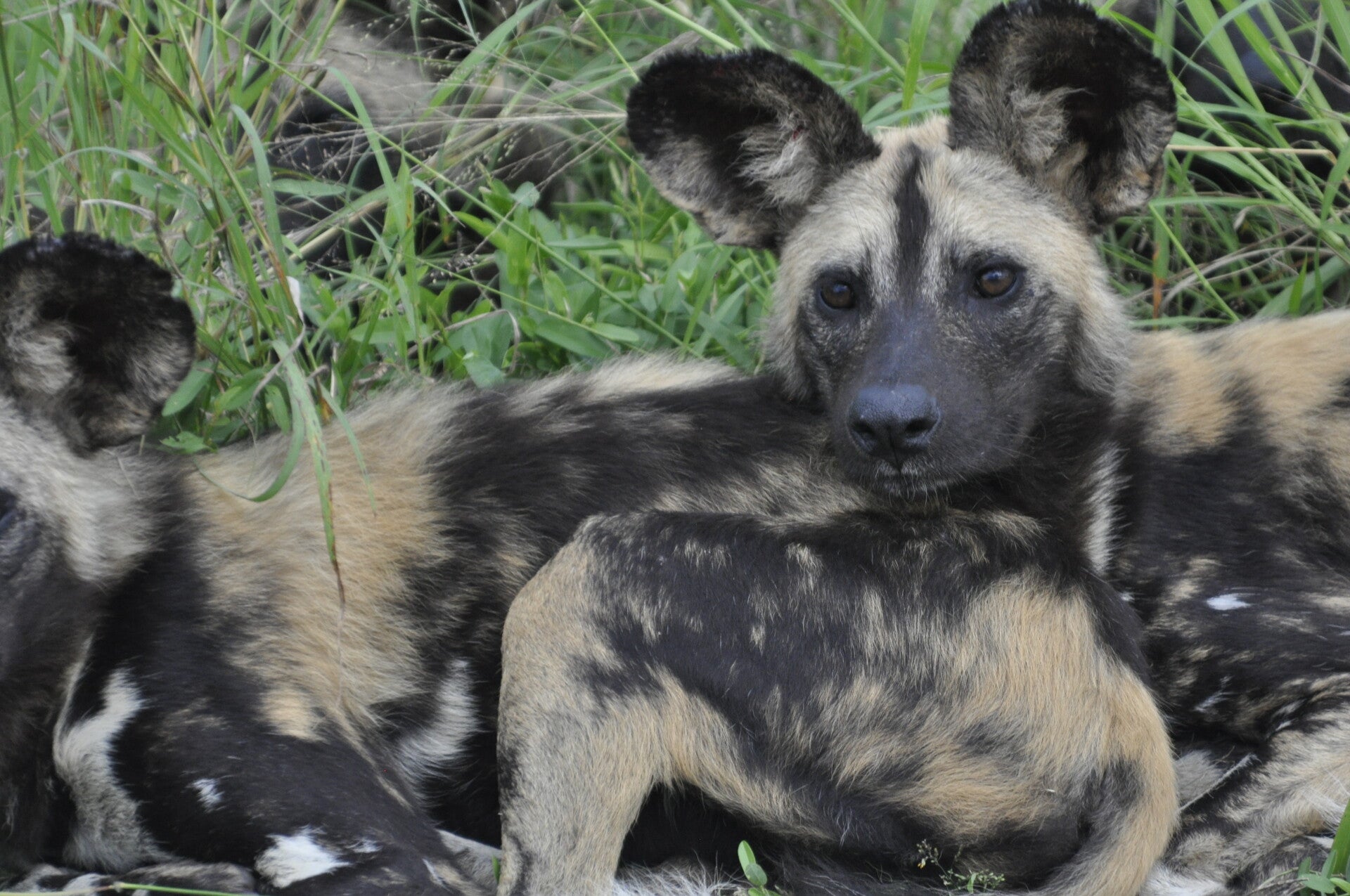 Wilde Hunde - wilde dogs - im Krüger