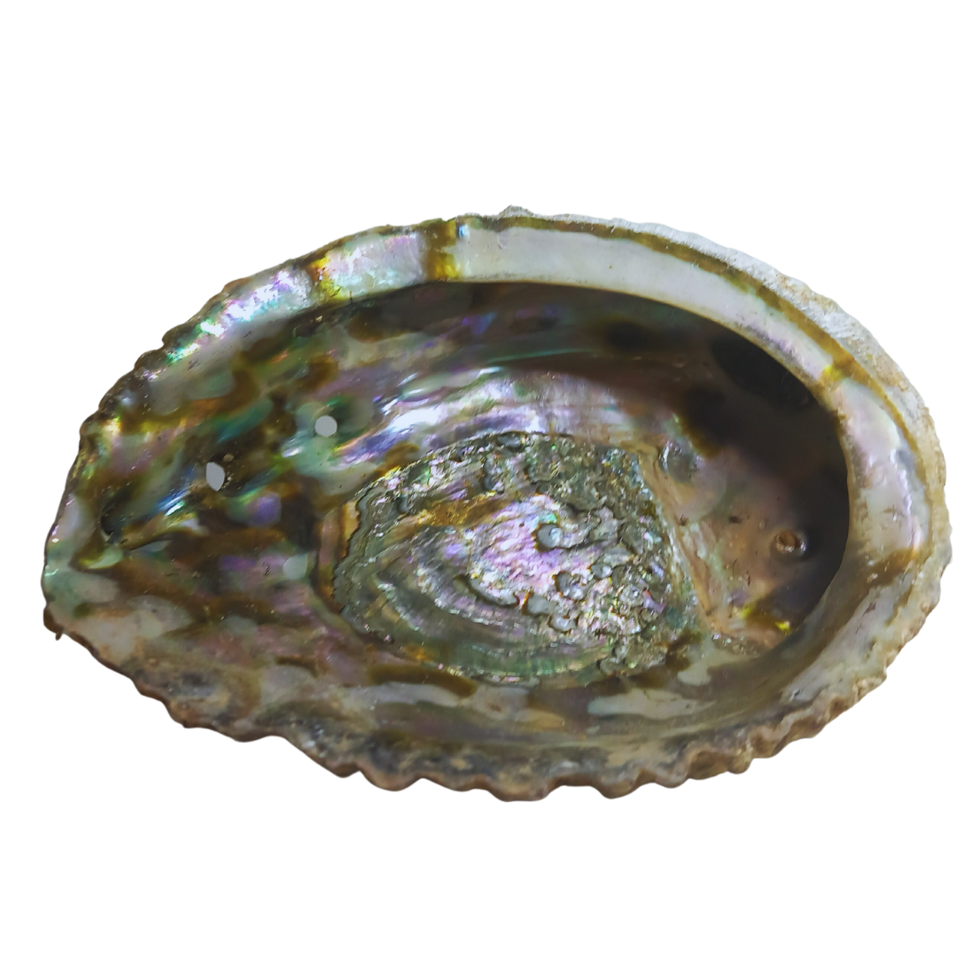 Abalone schelp