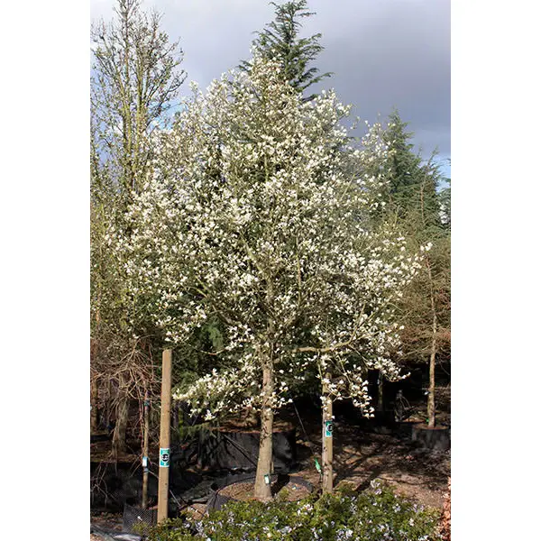 Magnolia kobus 80-100