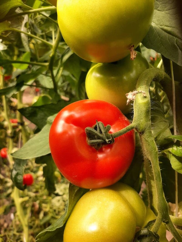 tomaat/per kg