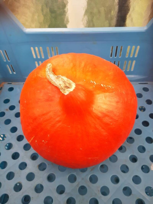 Pompoen 'Red Kuri' /per stuk