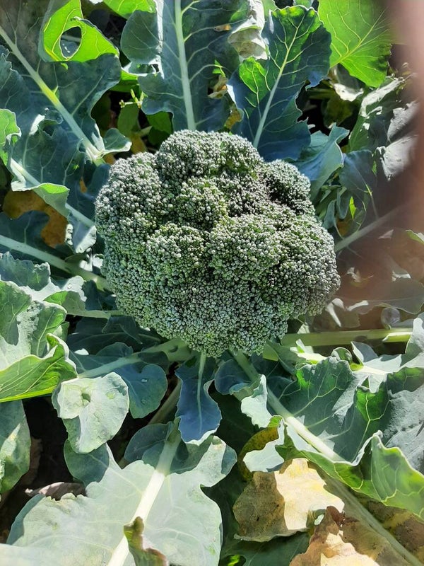 BIO broccoli/per st
