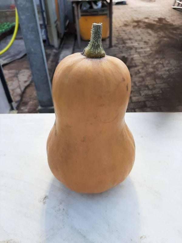 butternut pompoen/per stuk