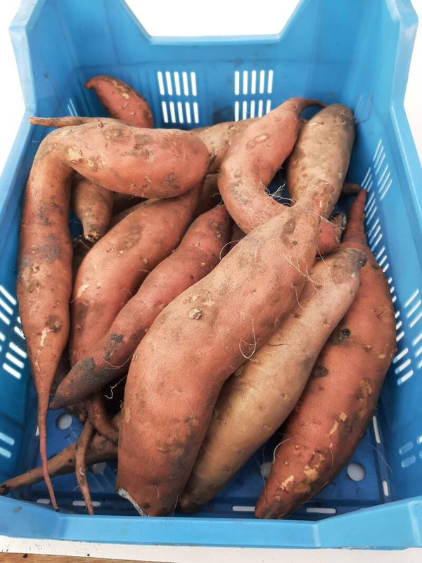 BIO zoete aardappel/per kg