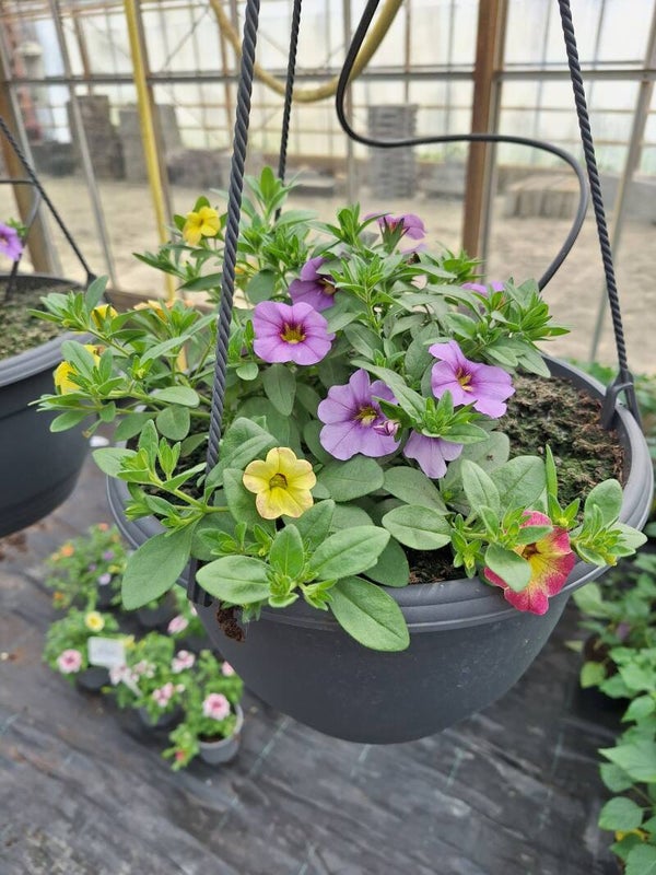 Hangpot mix van 4 planten