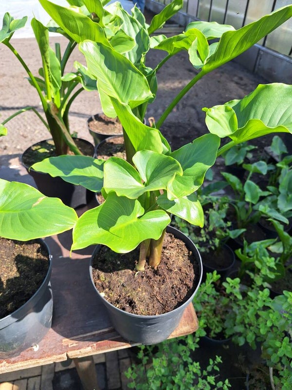 Aronskelk/Zantedeschia