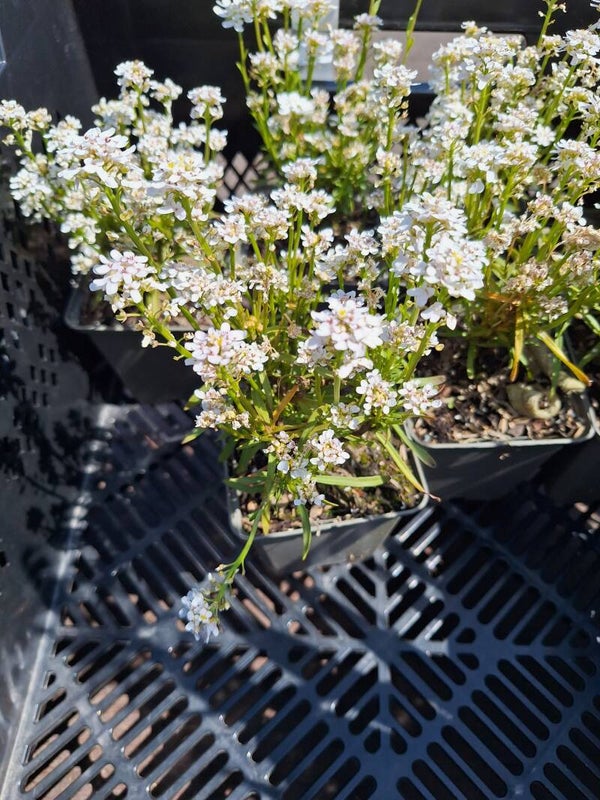 Iberis s. "Schneeflocke"