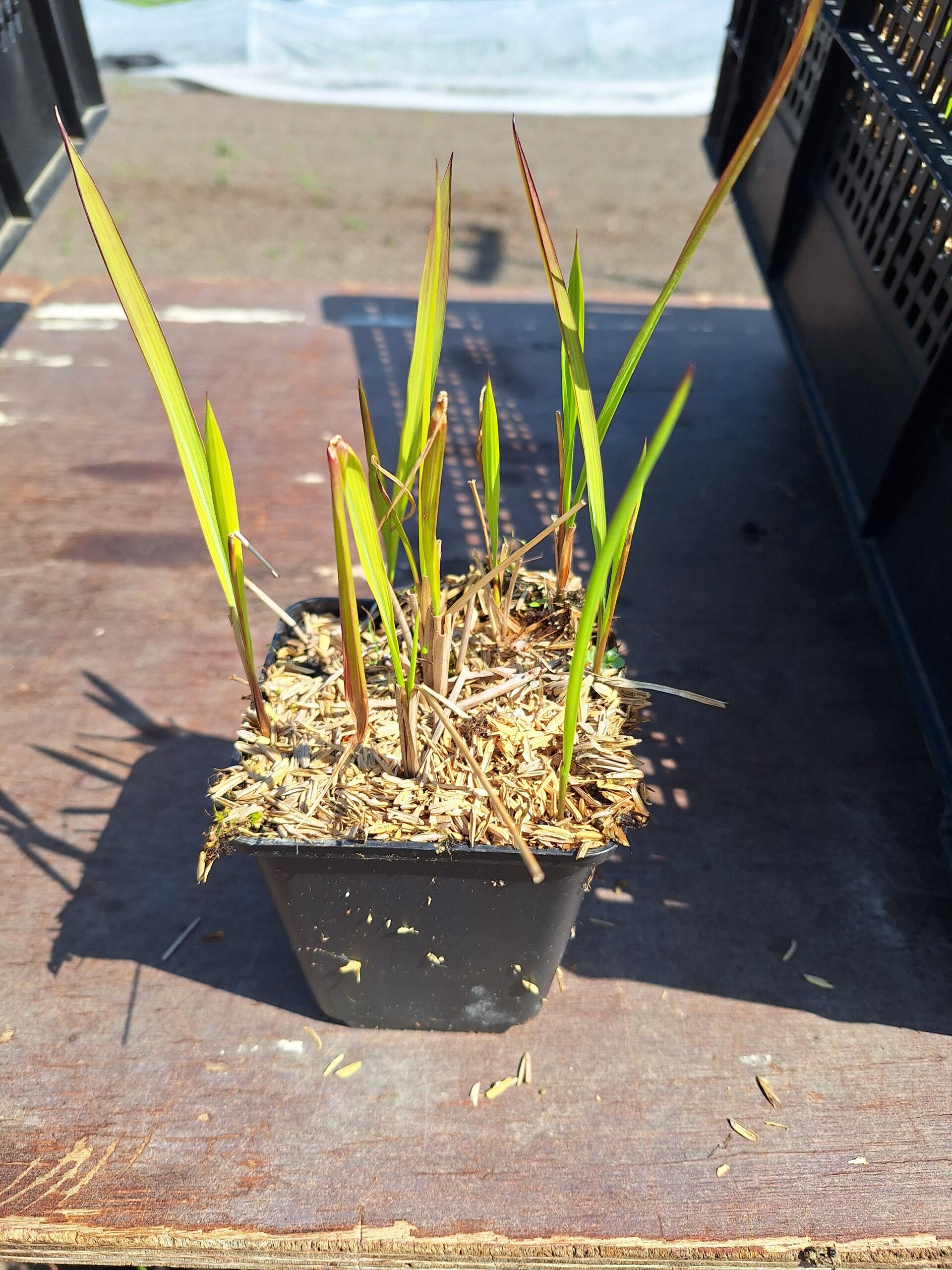 Imperata cylindrica "Red Baron"