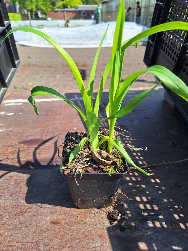 Hemerocalis "Royal Thornbird"