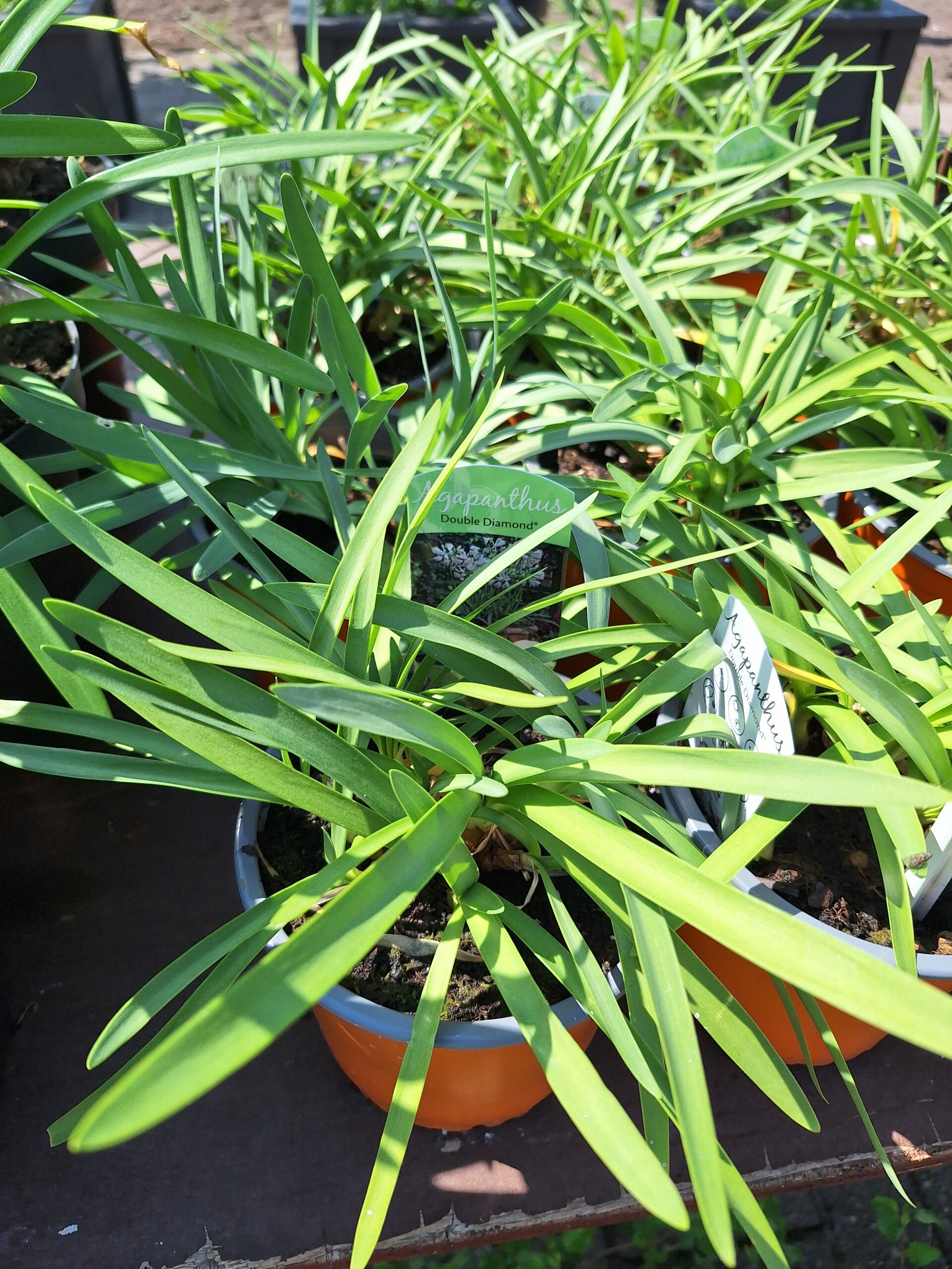 Agapanthus "Double diamond"