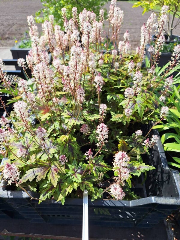 Tiarella "Angel Wings"