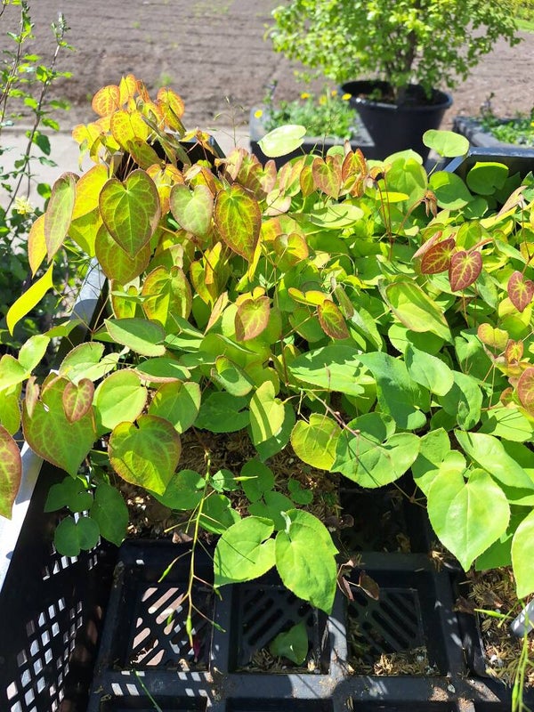 Epimedium versicolor "Sulphureum"