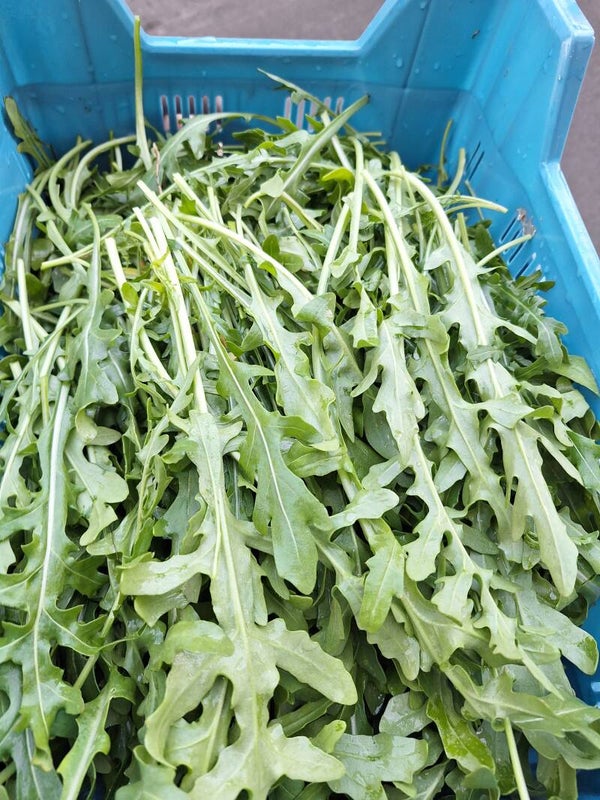 BIO Rucola/100g