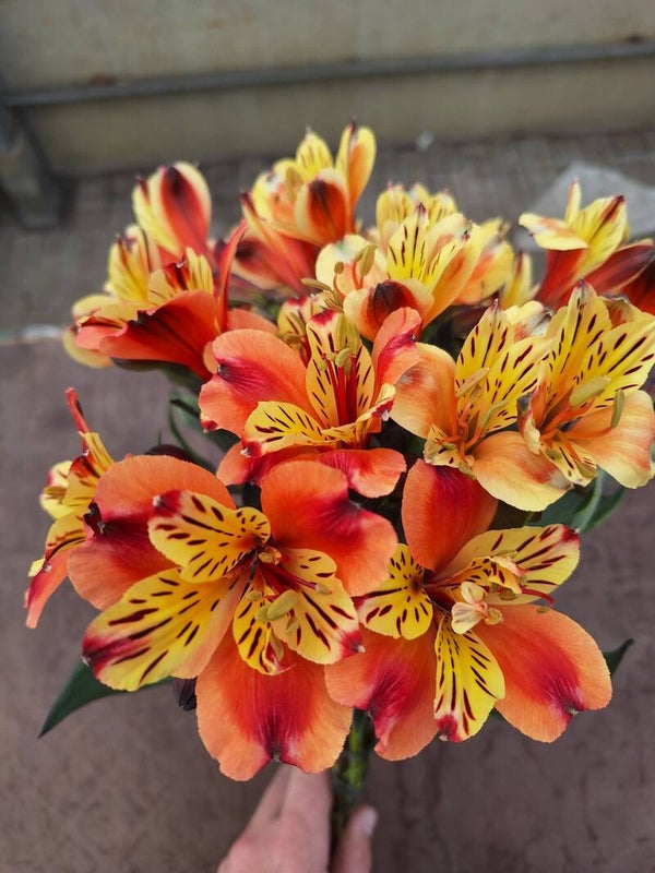 Alstroemeria/per boeket (5st)