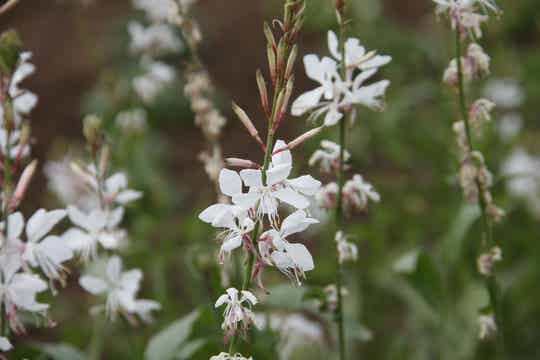 Gaura