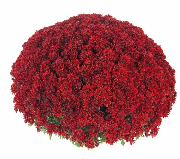 Stone Happy Jogger Red