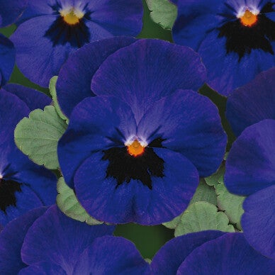 Viola cornuta "Blue Blotch"