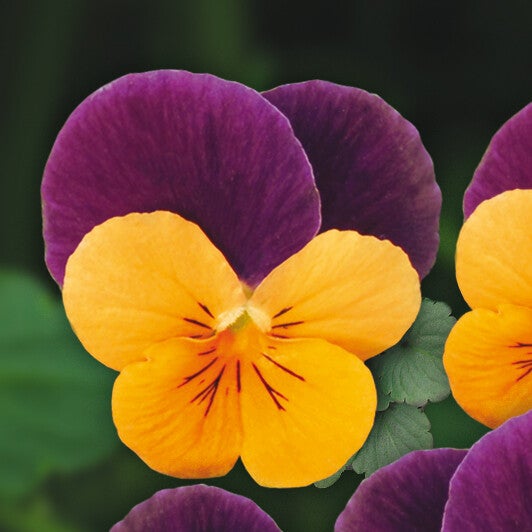 Viola cornuta "Butterfly Orange purple"