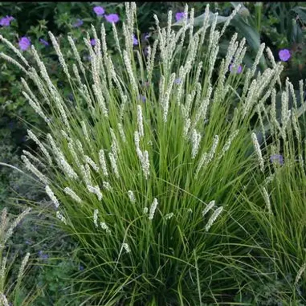 Sesleria 3L
