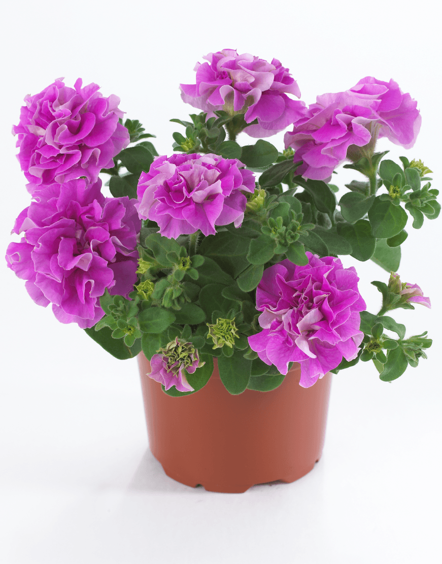 Petunia surfinia Double Lilac