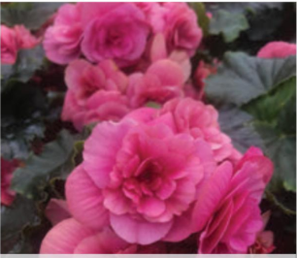 Begonia 'Sunbrero Pink'