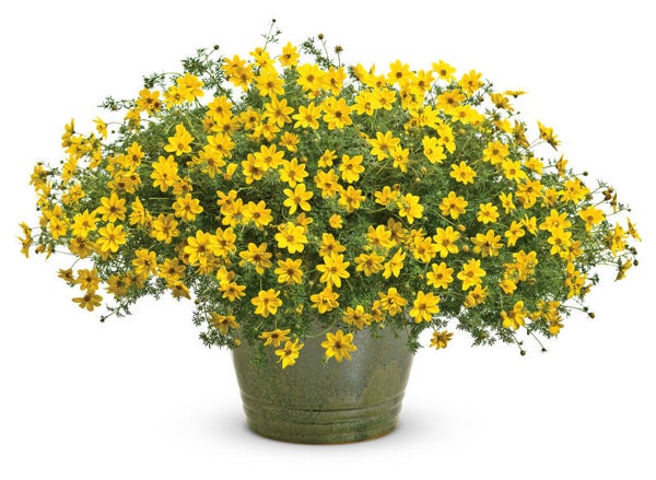 Bidens