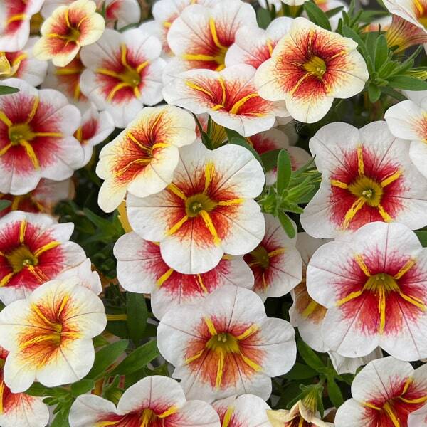 Calibrachoa hybrida Calitastic Cappuccino