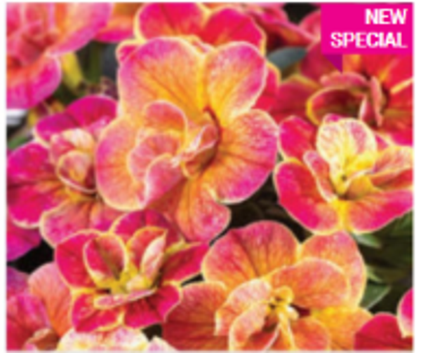 Calibrachoa "Chameleon Double Desert Rose"