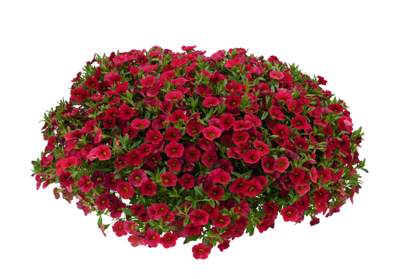 Calibrachoa "Lia dark red"