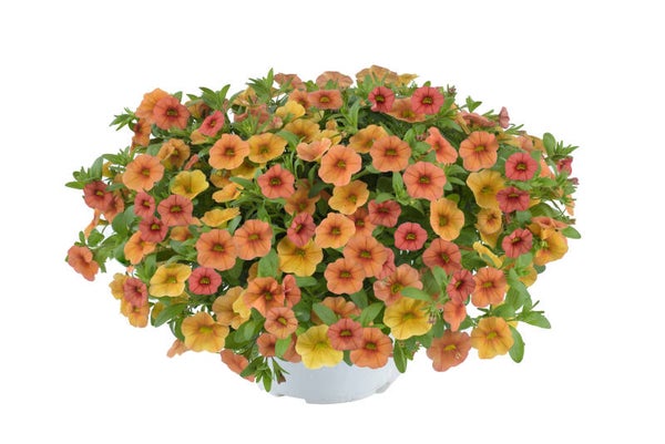 Calibrachoa 'Lia Melon"