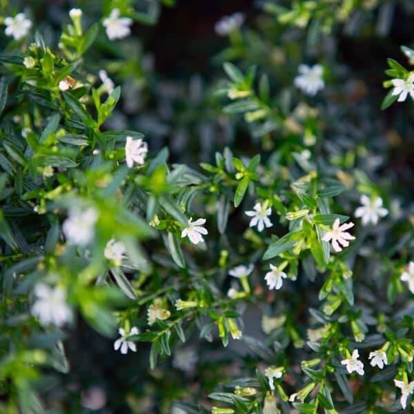 Cuphea hyssopifolia MyCap White