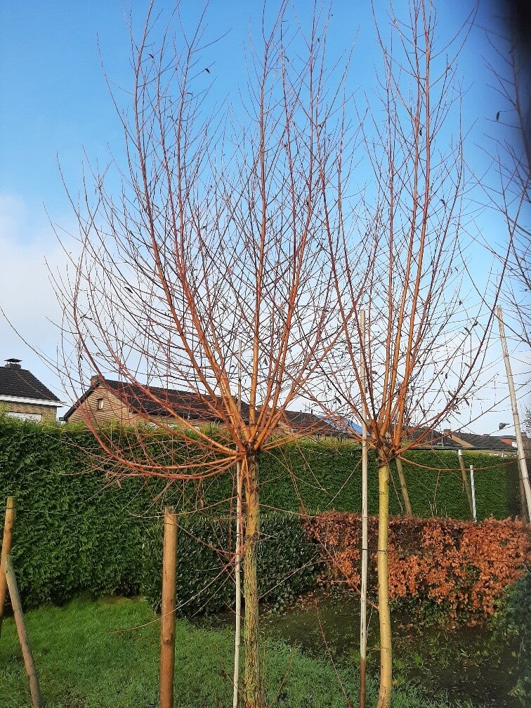 Salix alba 'Chermesina' met knot