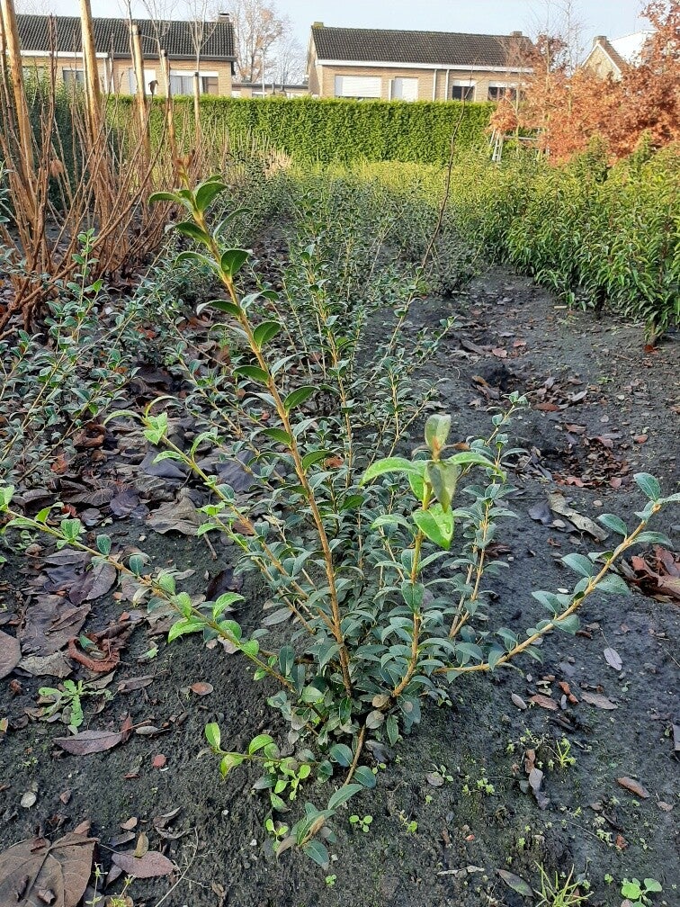 Osmanthus burckwoodi 80-100