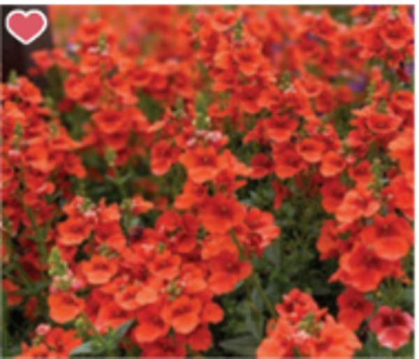Diascia "Trinity Sunset"