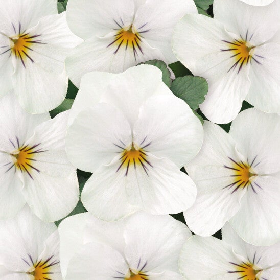 Viola cornuta "Butterfly White"