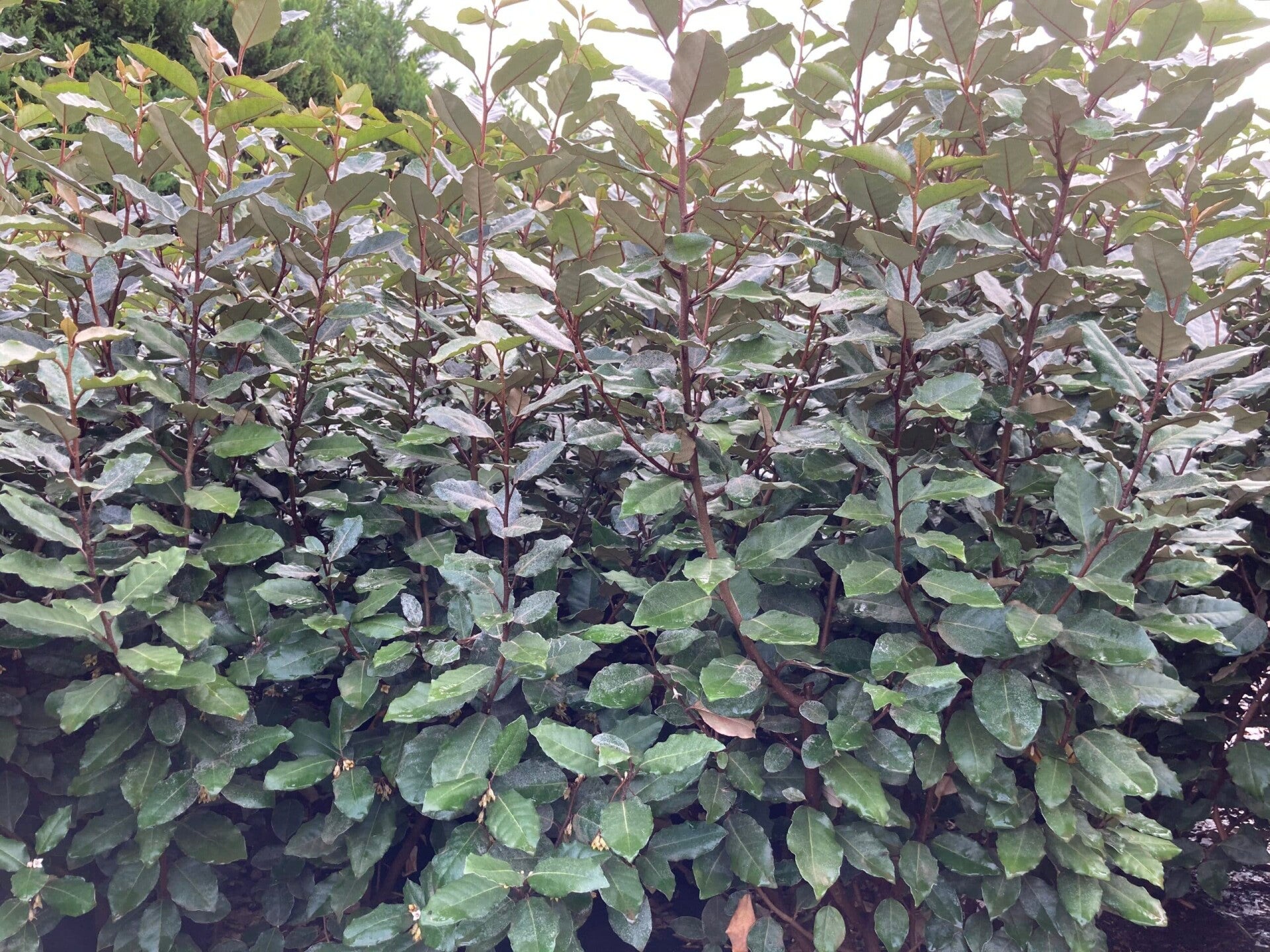 Eleagnus ebbingei 80-100