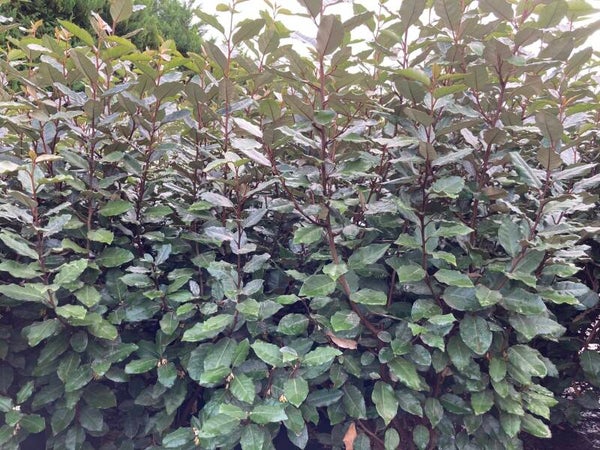 Eleagnus ebbingei 80-100