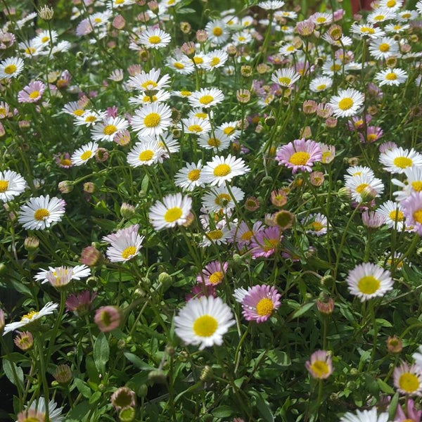 Erigeron