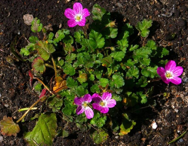 Erodium