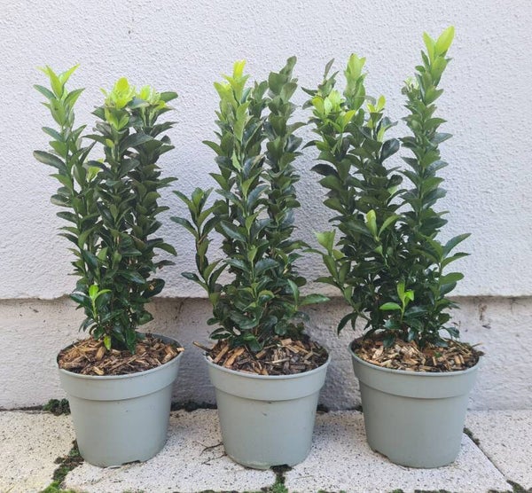 Euonymus japonica green spire