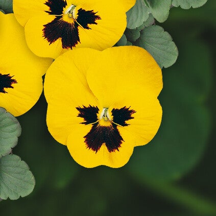 Viola cornuta "Butterfly Yellow Blotch"