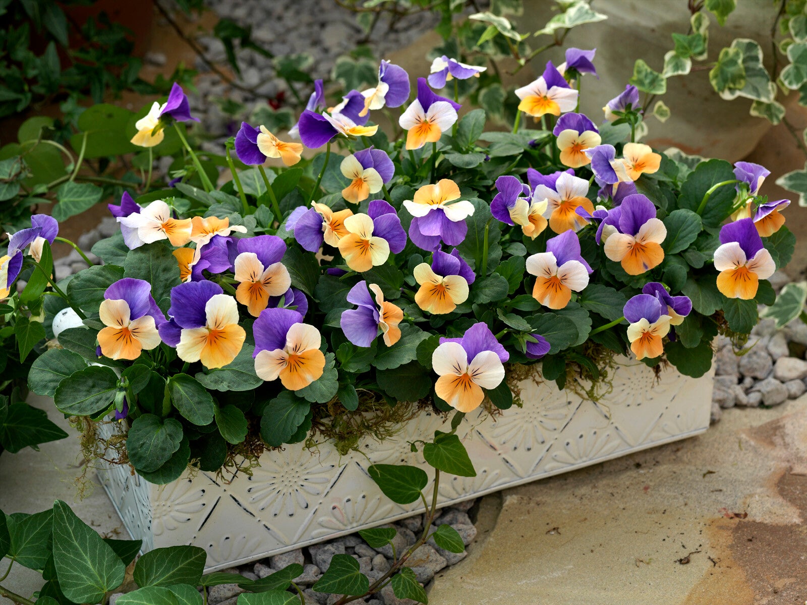 Viola cornuta "Abricot purple"