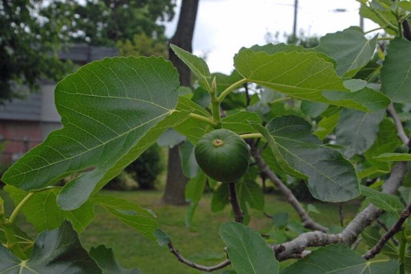 Ficus carica 100-120